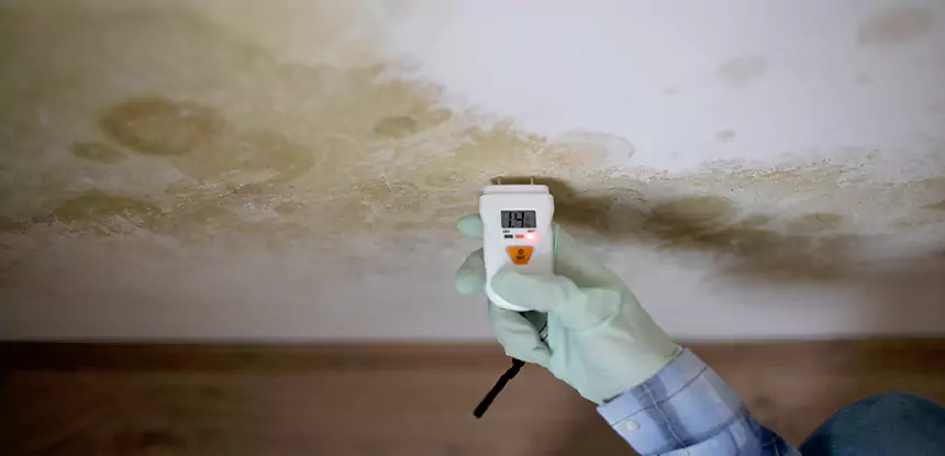 Emergency Mold Remediation in Manitou Springs